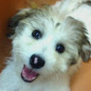 Meet your Posher, Haskell